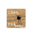 鳥のつぶやき 写真編（個別スタンプ：10）
