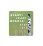 鳥のつぶやき 写真編（個別スタンプ：11）