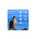 鳥のつぶやき 写真編（個別スタンプ：13）