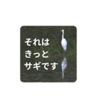 鳥のつぶやき 写真編（個別スタンプ：16）