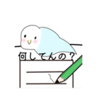 インコちゃんブルー24個のスタンプ（個別スタンプ：2）