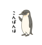 大人ペンギン【日常】スタンプ（個別スタンプ：4）