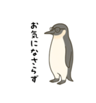 大人ペンギン【日常】スタンプ（個別スタンプ：13）