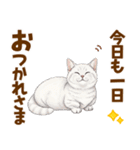 ふわっとマンチカンの毎日メッセージ（個別スタンプ：5）