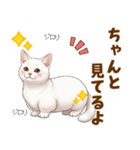 ふわっとマンチカンの毎日メッセージ（個別スタンプ：19）