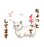 ふわっとマンチカンの毎日メッセージ（個別スタンプ：22）