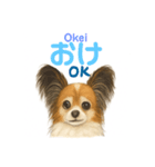 バイリンガルCocoちゃん（個別スタンプ：1）