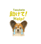 バイリンガルCocoちゃん（個別スタンプ：11）