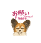 バイリンガルCocoちゃん（個別スタンプ：12）