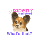 バイリンガルCocoちゃん（個別スタンプ：19）