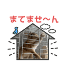 トナくん  2（個別スタンプ：6）