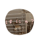 トナくん  2（個別スタンプ：15）