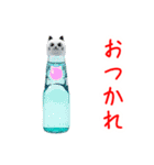 ラムネの猫、シュワッと一言（個別スタンプ：1）