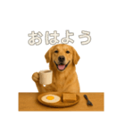 リアルゴールデンレトリバー  (日常)（個別スタンプ：11）