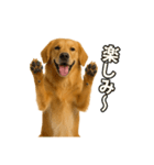 リアルゴールデンレトリバー  (日常)（個別スタンプ：15）
