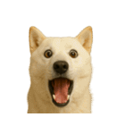 びっくり顔（犬編）Part3（個別スタンプ：40）