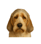がっかり顔（犬編） Part2（個別スタンプ：30）