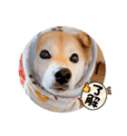 柴犬ももスタンプ～日常会話②～（個別スタンプ：1）