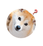柴犬ももスタンプ～日常会話②～（個別スタンプ：2）