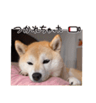 柴犬ももスタンプ～日常会話②～（個別スタンプ：4）
