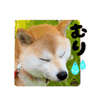 柴犬ももスタンプ～日常会話②～（個別スタンプ：5）