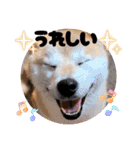 柴犬ももスタンプ～日常会話②～（個別スタンプ：6）