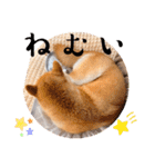 柴犬ももスタンプ～日常会話②～（個別スタンプ：7）