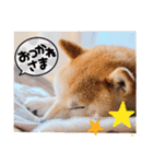 柴犬ももスタンプ～日常会話②～（個別スタンプ：8）
