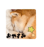 柴犬ももスタンプ～日常会話②～（個別スタンプ：9）
