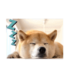 柴犬ももスタンプ～日常会話②～（個別スタンプ：10）