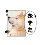 柴犬ももスタンプ～日常会話②～（個別スタンプ：11）