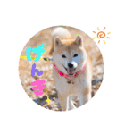 柴犬ももスタンプ～日常会話②～（個別スタンプ：12）