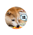 柴犬ももスタンプ～日常会話②～（個別スタンプ：13）