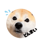 柴犬ももスタンプ～日常会話②～（個別スタンプ：14）