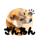 柴犬ももスタンプ～日常会話②～（個別スタンプ：15）