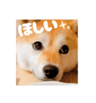 柴犬ももスタンプ～日常会話②～（個別スタンプ：16）