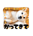 柴犬ももスタンプ～日常会話②～（個別スタンプ：17）