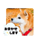柴犬ももスタンプ～日常会話②～（個別スタンプ：18）