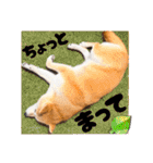 柴犬ももスタンプ～日常会話②～（個別スタンプ：19）
