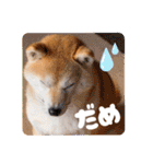 柴犬ももスタンプ～日常会話②～（個別スタンプ：20）