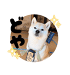 柴犬ももスタンプ～日常会話②～（個別スタンプ：21）