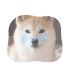 柴犬ももスタンプ～日常会話②～（個別スタンプ：22）