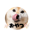 柴犬ももスタンプ～日常会話②～（個別スタンプ：23）