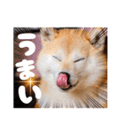 柴犬ももスタンプ～日常会話②～（個別スタンプ：24）
