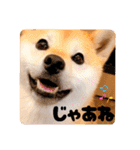 柴犬ももスタンプ～日常会話②～（個別スタンプ：25）