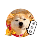 柴犬ももスタンプ～日常会話②～（個別スタンプ：26）