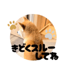 柴犬ももスタンプ～日常会話②～（個別スタンプ：27）