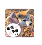 柴犬ももスタンプ～日常会話②～（個別スタンプ：28）