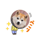 柴犬ももスタンプ～日常会話②～（個別スタンプ：29）