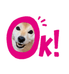 柴犬ももスタンプ～日常会話②～（個別スタンプ：30）
